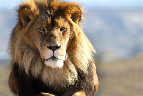 porno lion|Lion Videos / animals bestiality porn / Most popular Page 1